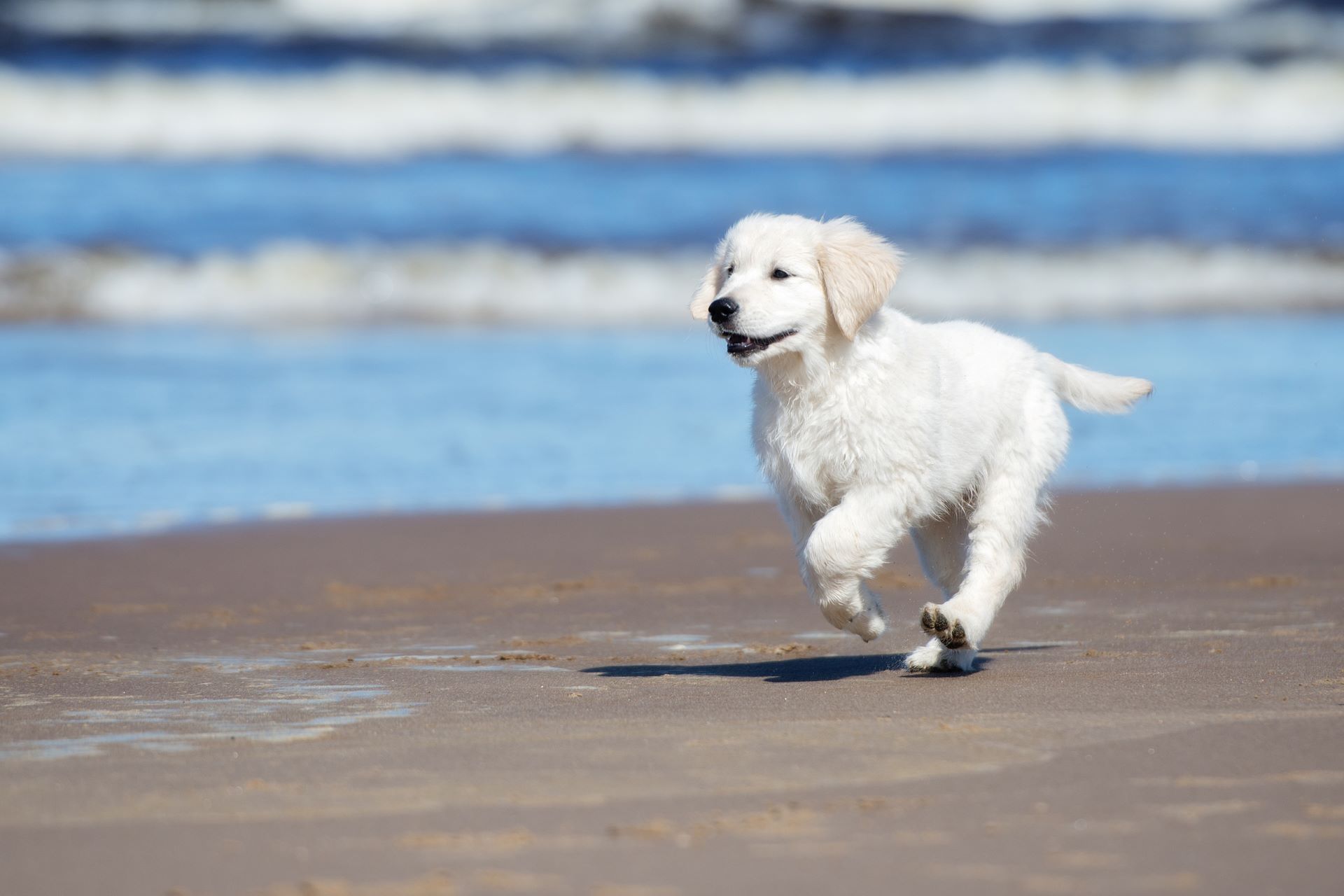 Ostseeurlaub mit Hund